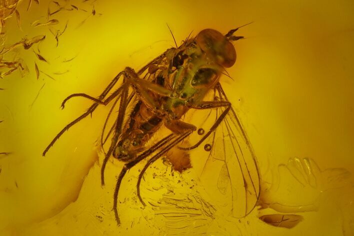 Detailed Fossil Dance Fly (Empididae) In Baltic Amber #166195